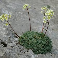 Image result for Galiniera saxifraga