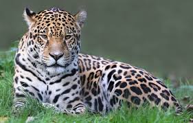 Jaguar is a cautious animal and he is known for his great hiding skills. Jaguar Spirit Animal Spirit Animal Info