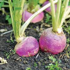 Spring Companions Turnips And Peas Plant Profiles Heirloom Gardener Growing Turnips Plants Turnip
