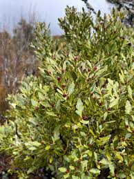Image result for Phyllocladus
