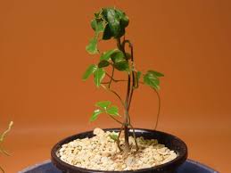 Image result for Dioscorea quartiniana