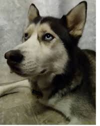 Maybe you would like to learn more about one of these? Raleigh Puppies And Dogs For Adoption Home Facebook