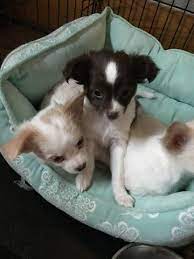 We did not find results for: Chihuahua Puppy For Sale In Cedar Rapids Ia Adn 62118 On Puppyfinder Com Gender Female Age 9 Chihuahua Puppies For Sale Chihuahua Teacup Chihuahua Puppies