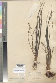 Image result for Trachyandra saltii