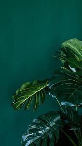 Green and black aesthetic 17. Green Aesthetic Green Wallpaper Download Mobcup