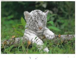 5mo · vladgrinch · r/aww. 71 White Tiger Cubs Wallpaper On Wallpapersafari