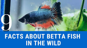 9 Facts About Betta Fish In The Wild Betta Fish Betta Betta Fish Types