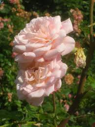 Informieren sie sich und wählen ihre persönlichen favoriten. Rosa Abraham Darby Wikipedia