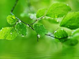 Maybe you would like to learn more about one of these? Wallpaper Green Theme Background Drops Of Water On The Leaves 1920x1200 Hd Picture Image