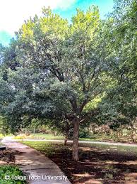 They are drought resistant which make them great for texas planting. Monterey Oak Plant Resources Home Ttu