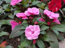 Image result for Balsaminaceae