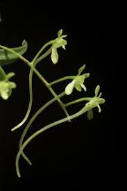 Image result for Mystacidium gracile