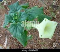 Image result for Holubia