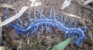 Black And Yellow Striped Millipede Rhysida Celeris Centipede Cool Insects Millipede