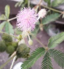 Image result for Mimosa pudica