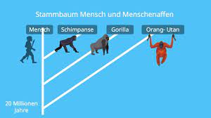 Evolution Des Menschen Einfach Erklart Stammesgeschichte Mit Video