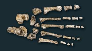 Homo naledi combines primitive with modern features and is not a direct ancestor of modern humans. Aufgabe Abitur Homo Naledi Aufgabe Abitur Homo Naledi Meet Homo Naledi The Newly Discovered Human Ancestor In Homo Naledi Appears To Have Lived Near The Same Time As Early Ancestors Of