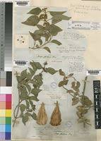 Image result for Marsdenia dregea