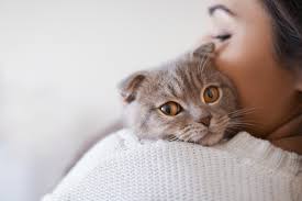 Skin irritation —this cancer may cause redness and flakiness of the skin as well as ulcers on cats' mouths and footpads. Does Your Pet Have Cancer 10 Signs Of Cancer In Cats And Dogs Southern Crossing Animal Hospital