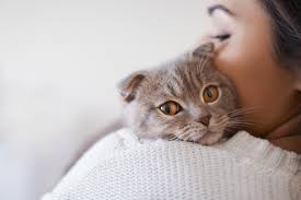 Symptoms of escherichia coli become an expanded clinical picture of intestinal dysbiosis: Does Your Pet Have Cancer 10 Signs Of Cancer In Cats And Dogs Southern Crossing Animal Hospital