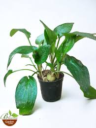 Image result for Drimiopsis