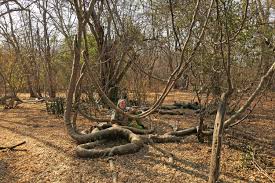 Image result for Fockea multiflora