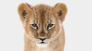 Pin Op Lion 3d Models