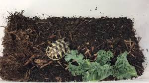 Discount prices from thousands of breeders on unusual ball pythons, corn snakes, kingsnakes, milk snakes, boa constrictors, reticulated pythons, western hognose, leopard geckos and crested geckos. Hermanns Tortoise For Sale Buy Baby Eastern Hermann Tortoises For Sale