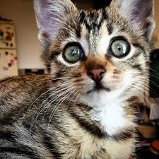 Cat Tekir Pets Bu Guzellik Benim Canim Animali