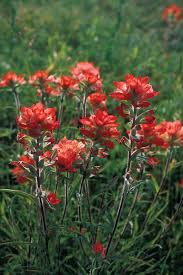 Go to a clickable map. Wildflowers Of Texas Texas Highways