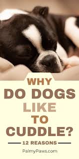 Why Do Dogs Like To Cuddle In 2020 Dog Cuddles Dogs Cuddling
