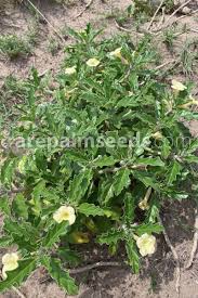 Image result for Pterodiscus