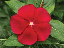 Image result for Catharanthus