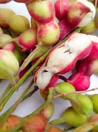 Image result for Pithecellobium dulce