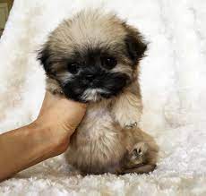 Check spelling or type a new query. Mini Cute Dogs For Sale Novocom Top