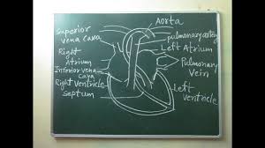 Check spelling or type a new query. The Human Heart How To Draw Human Heart In Very Easy Step By Madan Kumar Easy Diagram Youtube