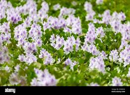 Image result for Pontederia crassipes