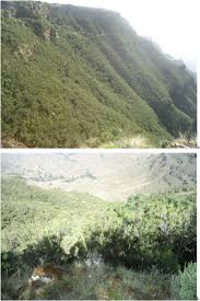 Image result for Oreophyton falcatum