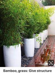 Bamboo In Tall Pots Backyard Garden Diy Backyard Landscaping Backyard Garden