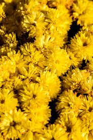 Download 750 Yellow Pictures Download Free Images Stock Photos On Unsplash