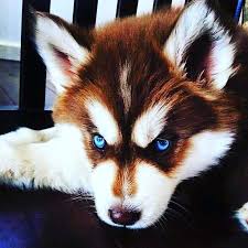 24 Hunde Bei Denen Die Haarfarbe Eine Echte Attraktion Ist Animals Anima Chien Dog Husky Puppy Red Husky Puppies Red Husky