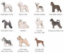 Small Hypoallergenic Dog Breeds Hypoallergenic Dogs Dogs For People With Allergies Dog Obedience Hypoallergenic Dog Breed Dog Breeds Dog Allergies
