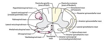 Easy Notes On Tracts Of The Spinal Cord Learn In Just 3