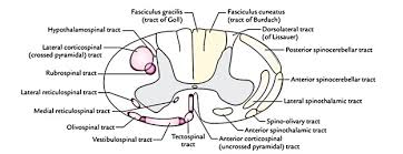 easy notes on tracts of the spinal cord learn in just 3