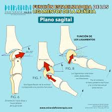 Funcion Estabilizadora De Los Ligamentos De La Muneca En 2020 Plano Sagital Sagital Anatomia
