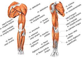 This muscle is divided into three named parts: Using Rubberbanditz Resistance Bands For Arm Workouts Rubberbanditz