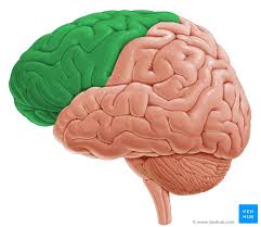 Image result for Frontal Lobe
