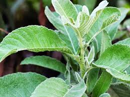 Inilah durian yang paling enak & legit,➡ 22 февраля 2021 г. Philippine Medicinal Herbs Herbanext Laboratories Inc