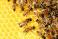 Image of मधुमक्खी का वैज्ञानिक नाम क्या है?