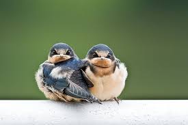 Birds That Start With A Vowel Barn Swallow Babies Ii By Prem Balson Barn Swallow Bird Photography Beautiful Birds